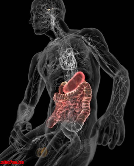 Anatomy of a Human Body (Zooom Inside) - XciteFun.net