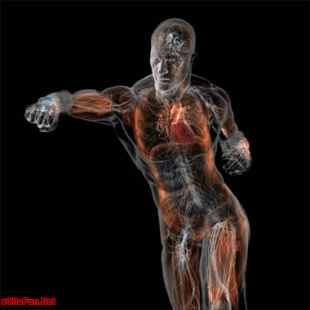 human body anatomy. Anatomy of a Human Body Zooom