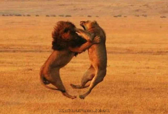 http://img.xcitefun.net/users/2008/09/10672,xcitefun-animal-fights-2.jpg