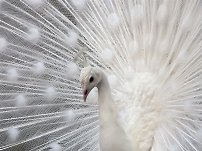 Splendid Albino Animal  The Rarity of The Moment