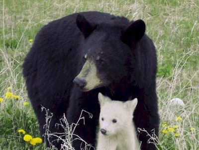 Splendid Albino Animal  The Rarity of The Moment