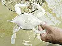 Splendid Albino Animal  The Rarity of The Moment