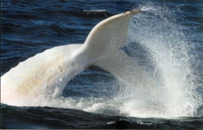 Splendid Albino Animal  The Rarity of The Moment