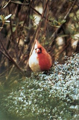 Splendid Albino Animal  The Rarity of The Moment