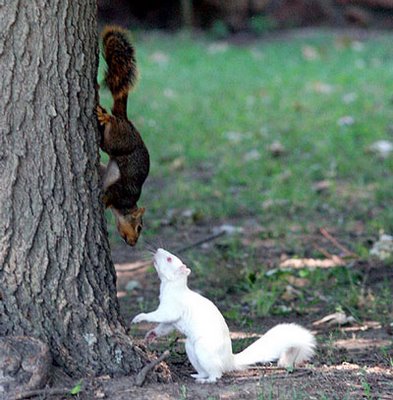 Splendid Albino Animal  The Rarity of The Moment