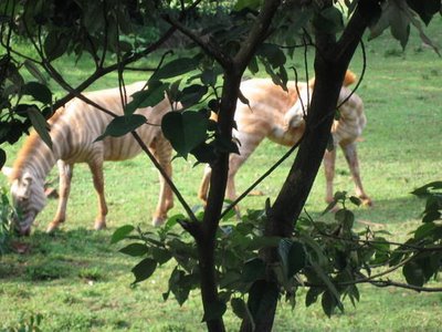 Splendid Albino Animal  The Rarity of The Moment