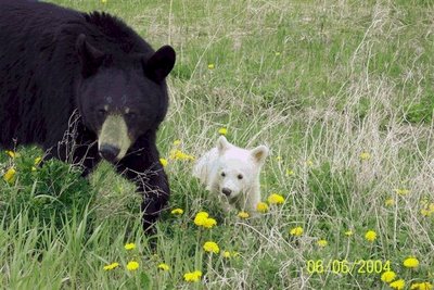 Splendid Albino Animal  The Rarity of The Moment