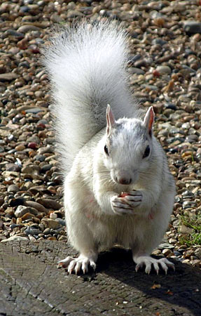 Splendid Albino Animal  The Rarity of The Moment