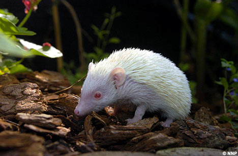 Splendid Albino Animal  The Rarity of The Moment