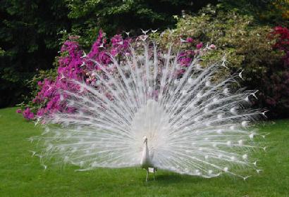 Splendid Albino Animal  The Rarity of The Moment