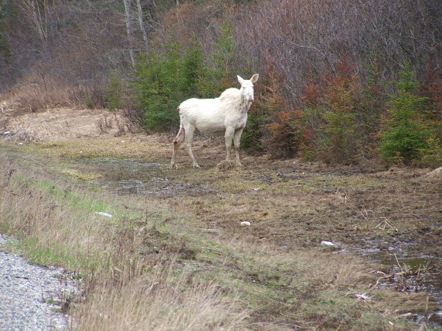 Splendid Albino Animal  The Rarity of The Moment