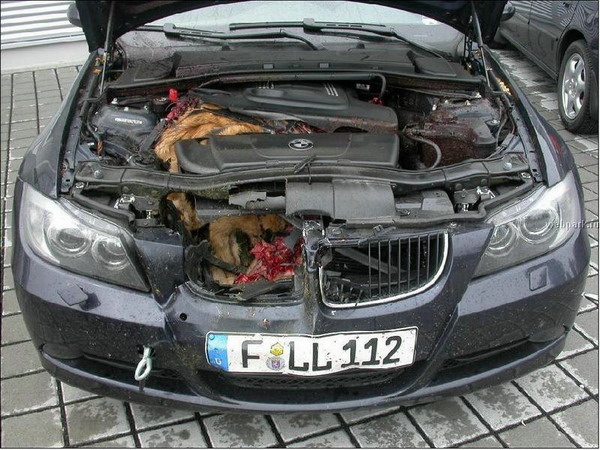 Where did the deer go bmw #7