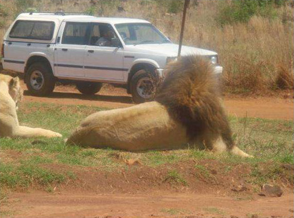 my date with lion