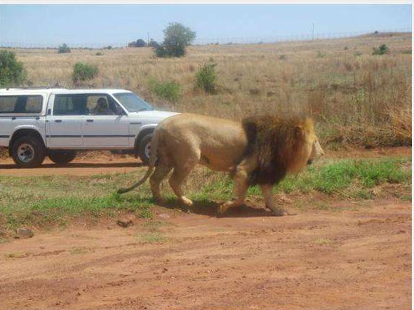 my date with lion