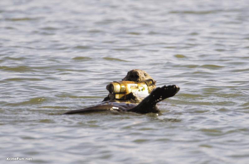 Wait a Second  that OTTER is Photographing YOU