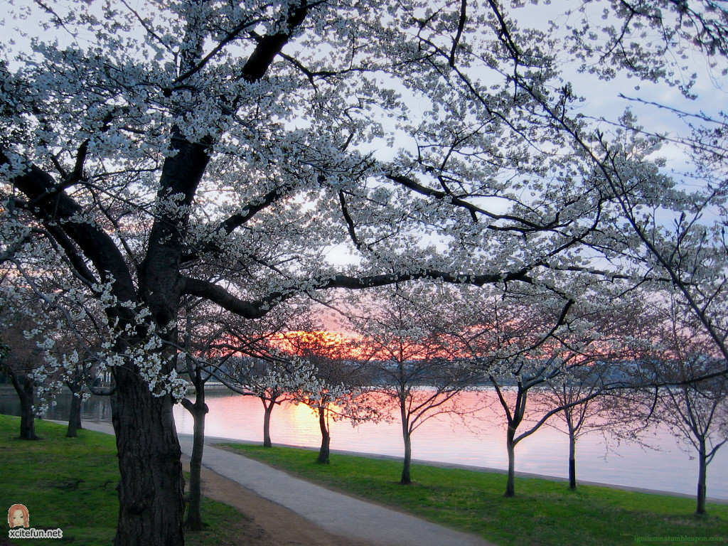 Cherry Blossom Sunset - Xcitefun.net