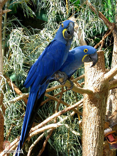         ** 38395,xcitefun-hyacinth-macaw-anodorhynchus-hyacinthinus