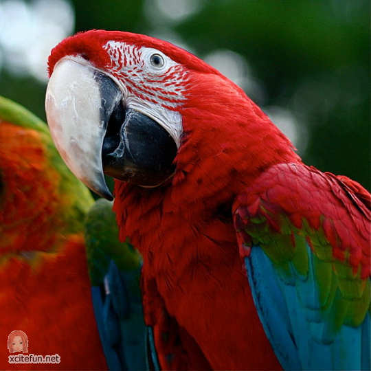         ** 38396,xcitefun-green-wing-macaw-parrot-ara-chloroptera