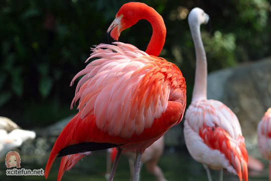         ** 38398,xcitefun-flamingo-phoenicopteridae