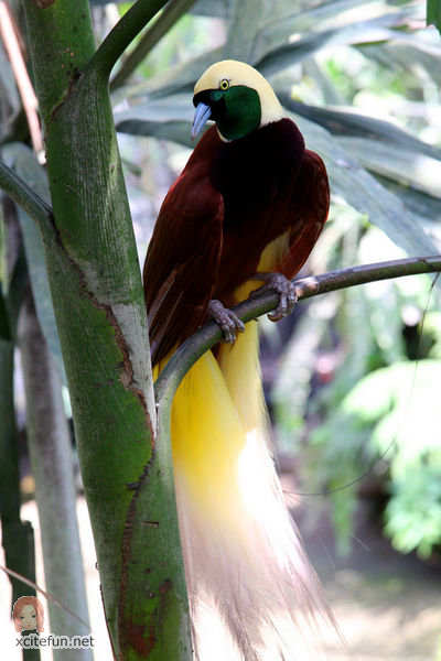         ** 38400,xcitefun-birds-of-paradise-paradisaeidae
