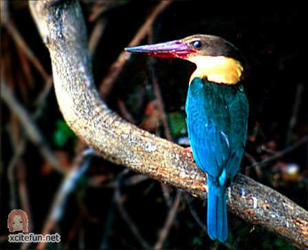         ** 38403,xcitefun-stork-billed-kingfisher-pelargopsis-capensis
