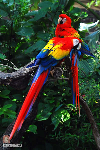         ** 38405,xcitefun-scarlet-macaw-ara-macao