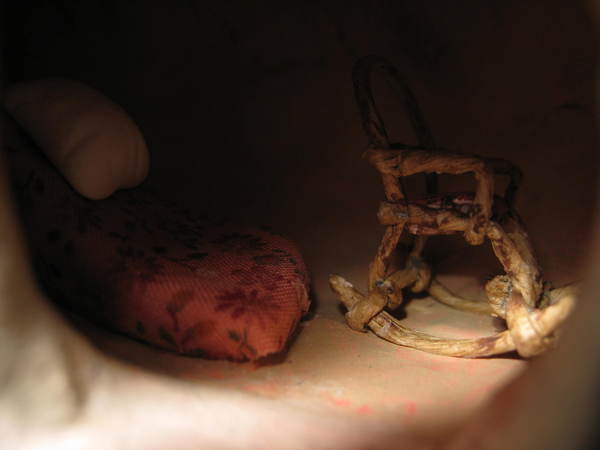 A Must See the beauty inside a snails house bfully arrange