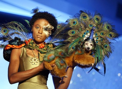 44555,xcitefun dog fashion 007 Dog Fashion Show image gallery gallery 