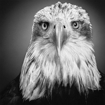 Pencil Drawings of Animals - Very Artistic - XciteFun.net