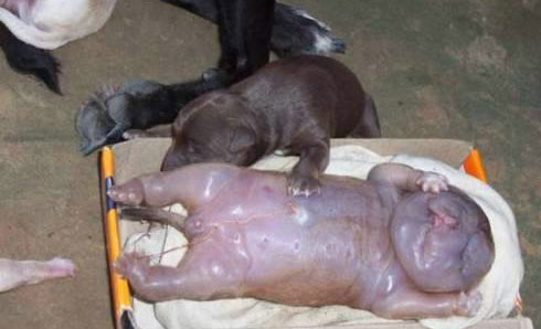 A DOGS GIVES BIRTH A MUTANT ASSEMBLED HUMAN BABY