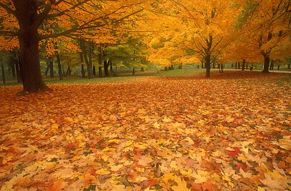 روعة فصل الخريف فى بلاد مختلفة.... 78365,xcitefun-image006