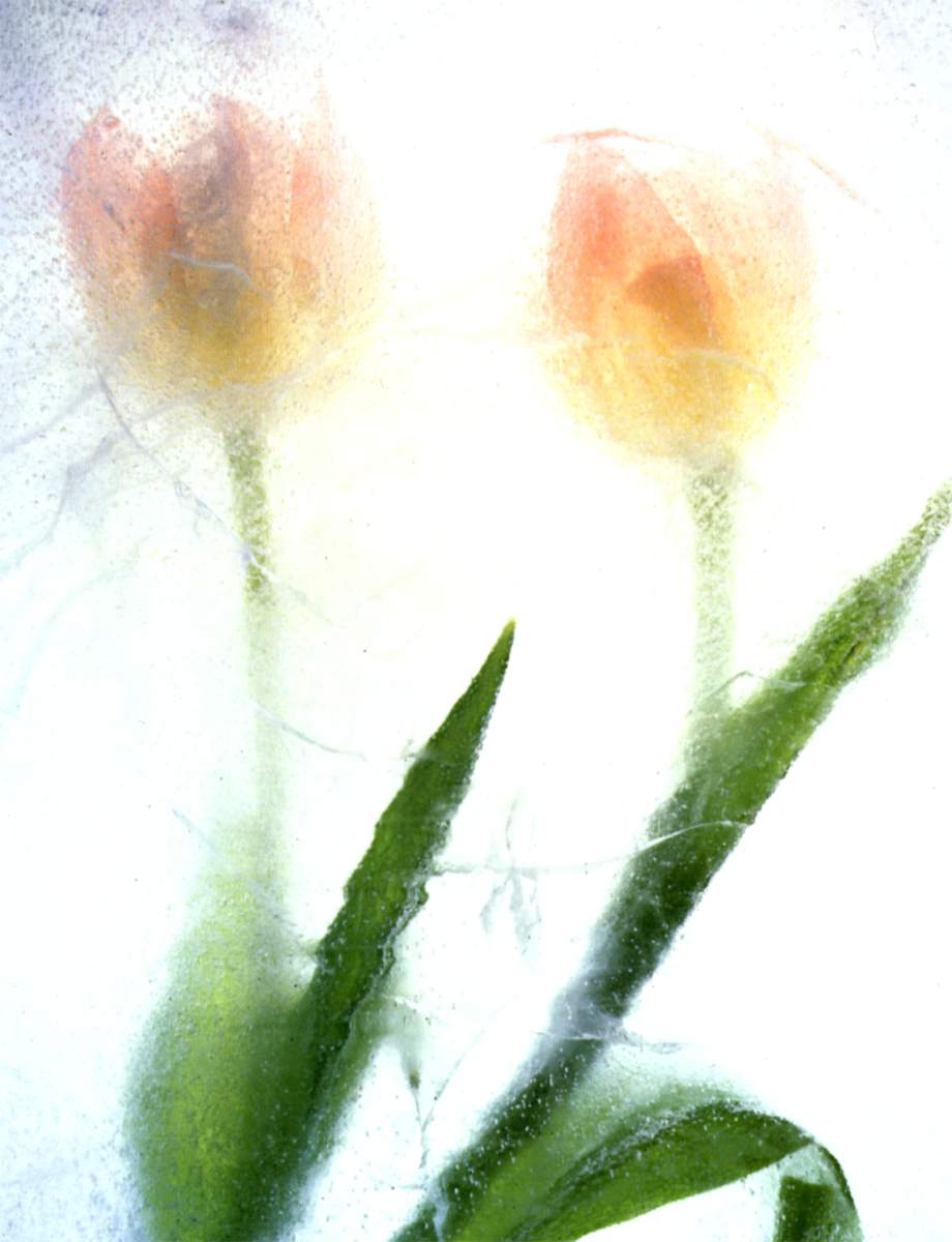 Fresh Flowers 79362,xcitefun equality ws 01 flowers for woman Fresh Flowers image gallery gallery