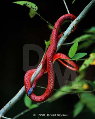 A Red Snake
