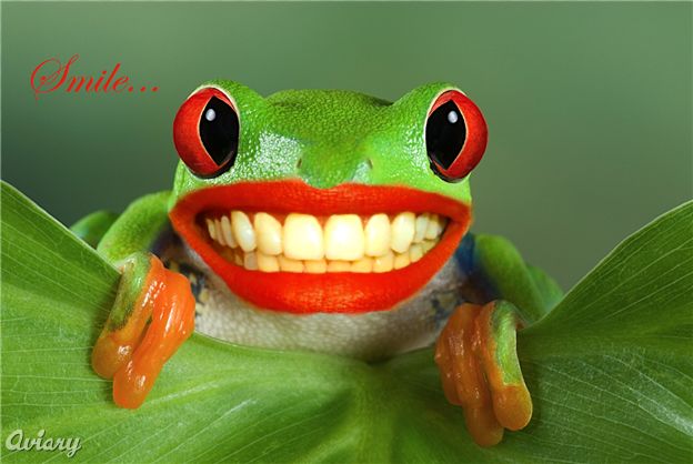 frog smile - XciteFun.net