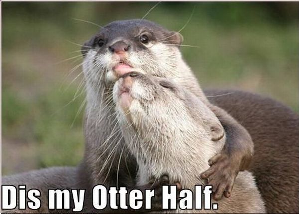 Otter Half