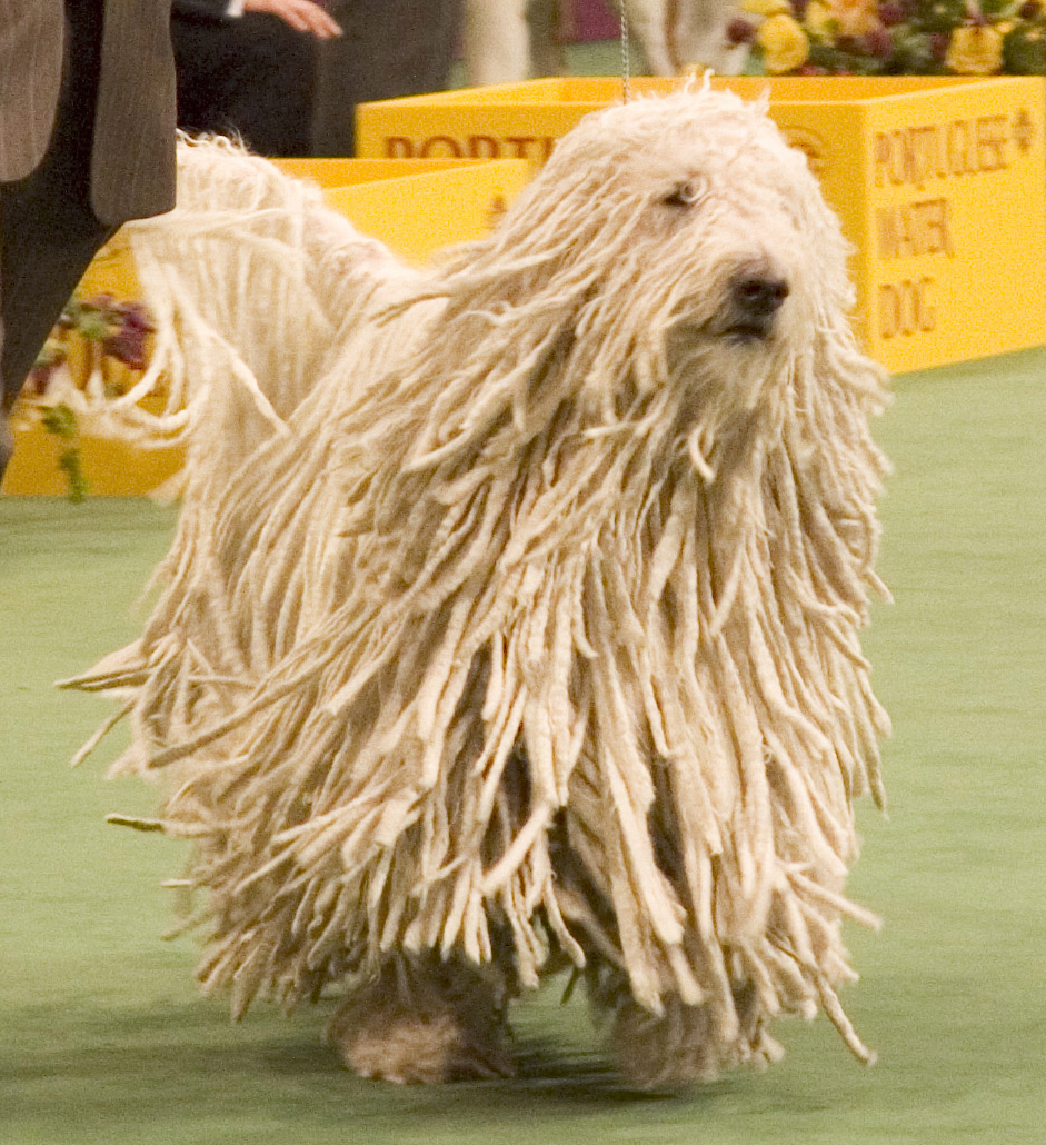 http://img.xcitefun.net/users/2009/06/83084,xcitefun-mop-dog-8.jpg