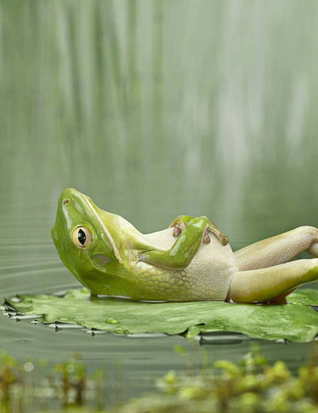 صور فكاهية 86169,xcitefun-funny-frog-2