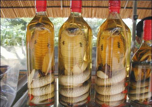 Snake Wine What a Crazy Drink