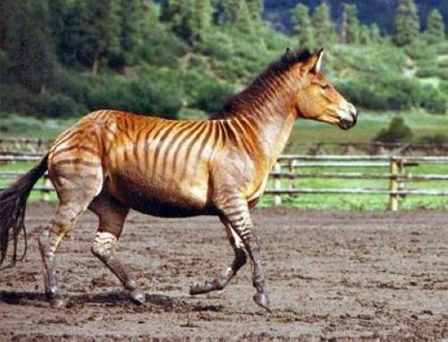 ZORSE- A COMBO OF ZEBRA & HORSE!!! - XciteFun.net