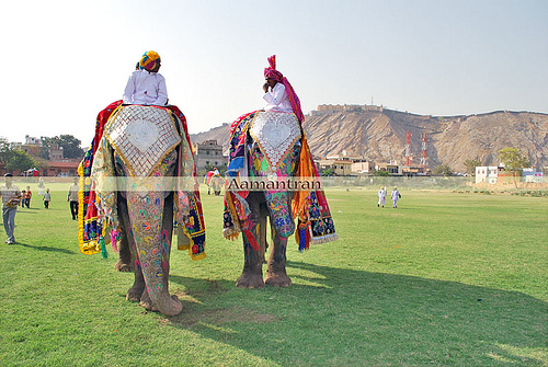 Elephant Festival in Jaipur India