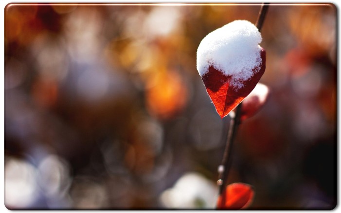 Nature Pictures  Snow Flowers amp Leaves Pictures