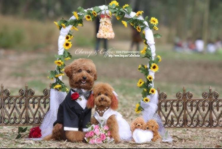 THE MOST BEAUTIFUL WEDDING OF LIFE TIMEMUST SEEE