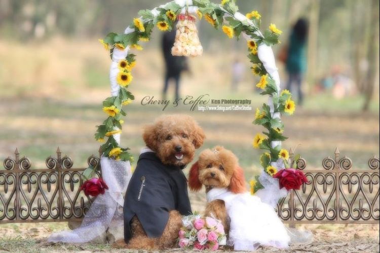 THE MOST BEAUTIFUL WEDDING OF LIFE TIMEMUST SEEE