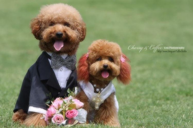 THE MOST BEAUTIFUL WEDDING OF LIFE TIMEMUST SEEE
