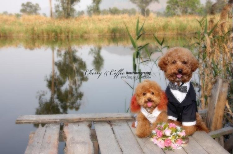 THE MOST BEAUTIFUL WEDDING OF LIFE TIMEMUST SEEE