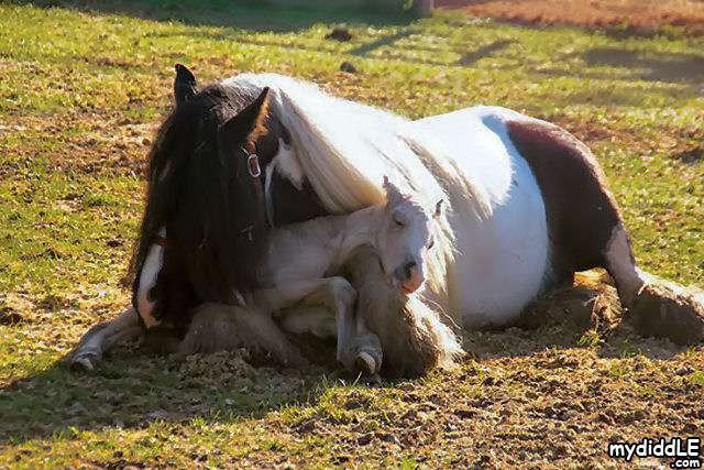 Mothers True Love