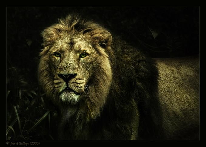 Amazing And Cool Wild Animal Photos