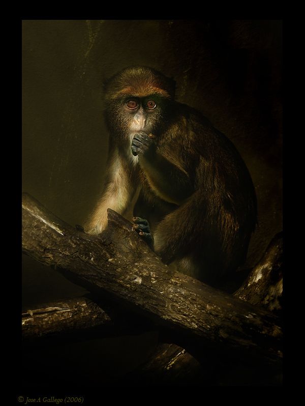 Amazing And Cool Wild Animal Photos