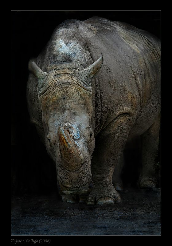 Amazing And Cool Wild Animal Photos