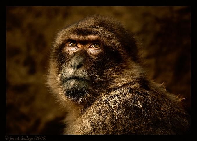 Amazing And Cool Wild Animal Photos